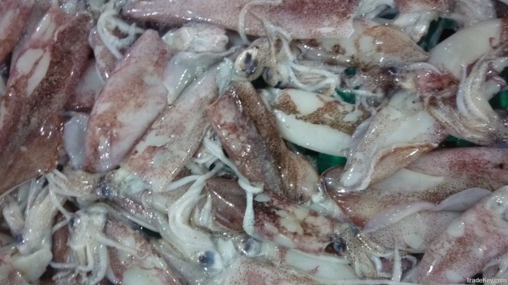 Frozen Squid | Fish Meat | Seafood