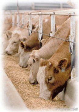 Nutritional supplement for animal feeding