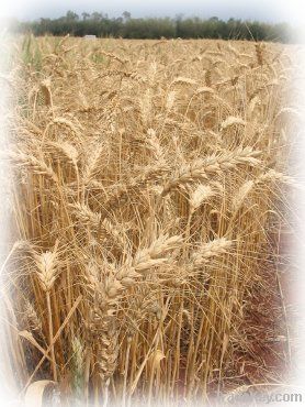 Wheat | Wheat exporter | Wheat distributor | Wheat wholesaler | Wheat supplier | Wheat importer |  Wheat |Wheat for sale | long grain Wheat exporter | buy Wheat online | Wheat for sale |  Wheat exporter | Wheat wholesaler | long grain Wheat buyer |  Wheat