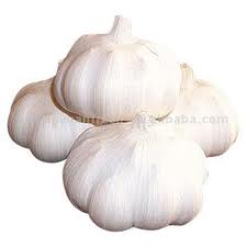 garlic