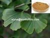 Ginkgo Biloba Extract