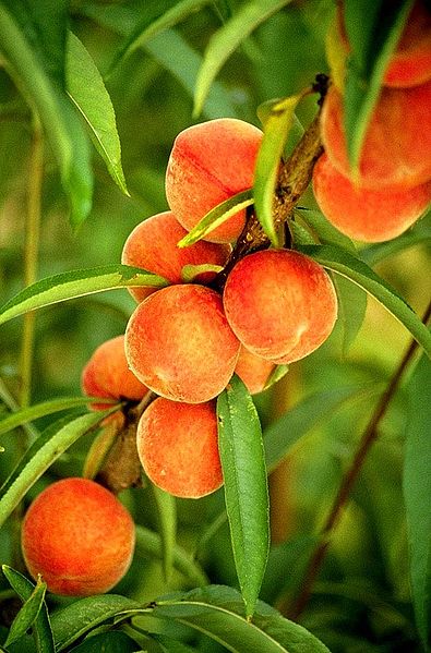 FRESH PEACHES