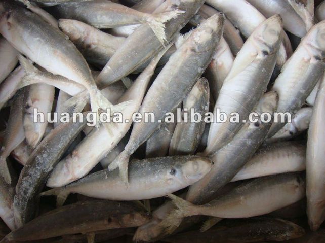 Frozen IQF Horse Mackerel