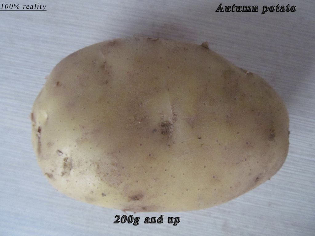 Fresh potato