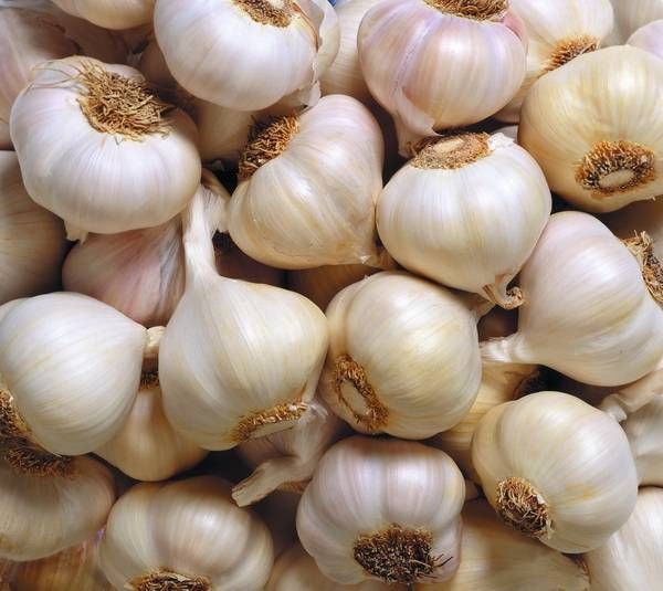 Fresh garlic