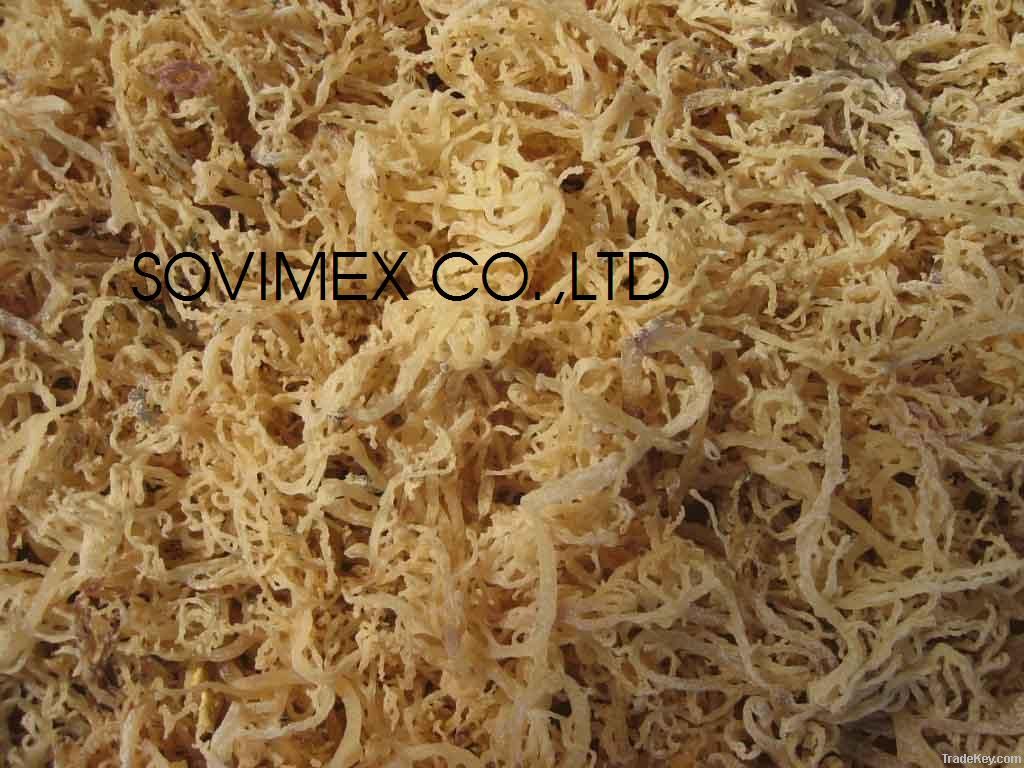 E.COTTONII SEAWEED (SOVIMEXCO)