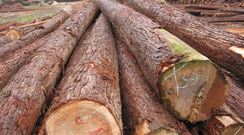 plank and logs