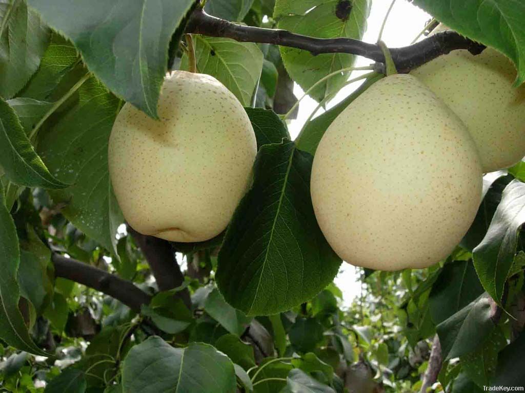 2012 fresh ya pear