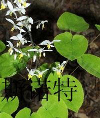 Horny Goat Weed Extract(icariin)/Epimedium *****