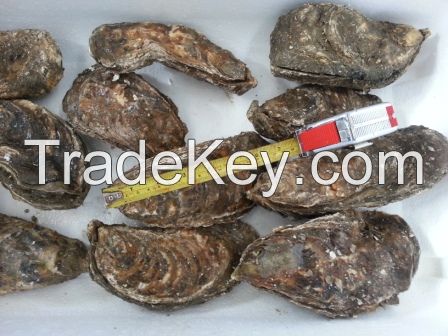 Oysters