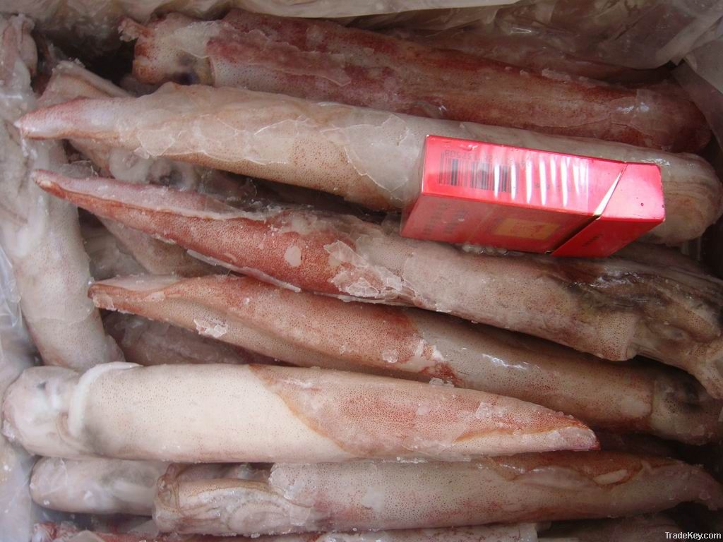 Frozen IQF squid