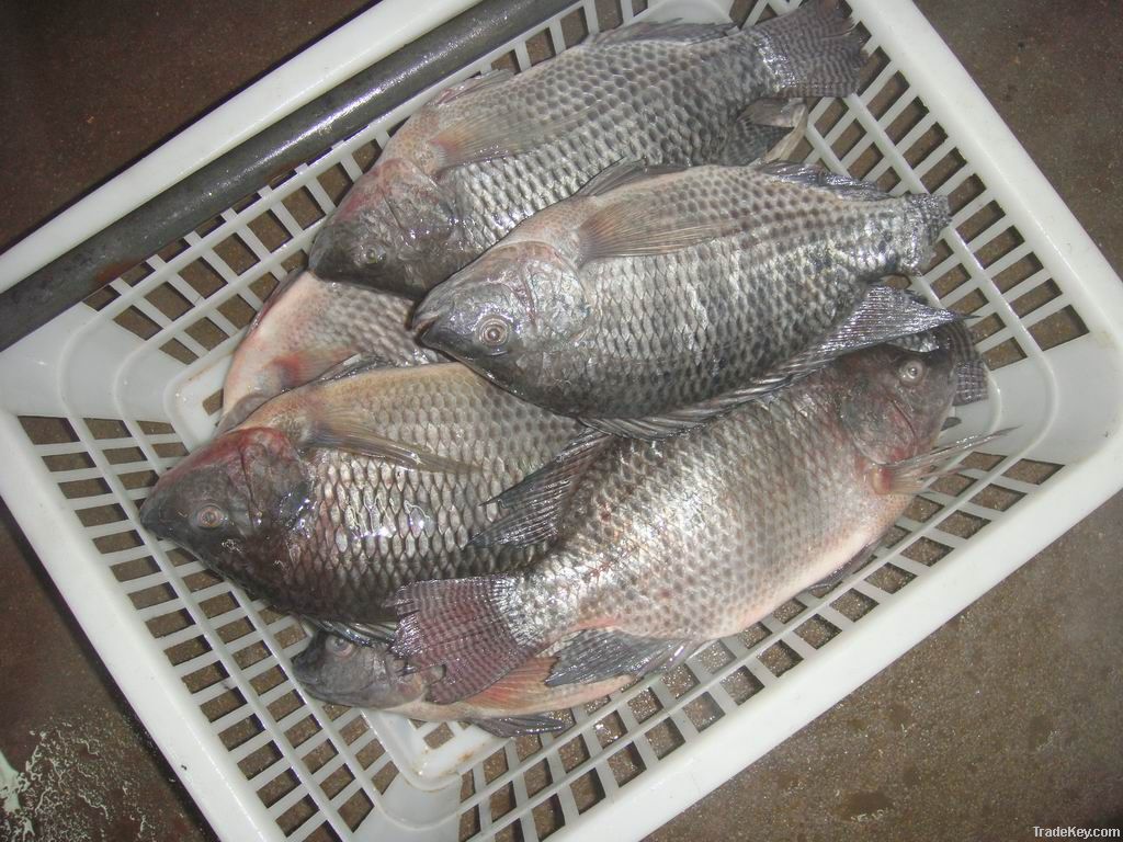 Frozen IQF tilapia