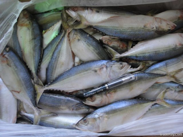 Frozen W/R Indian Mackerel