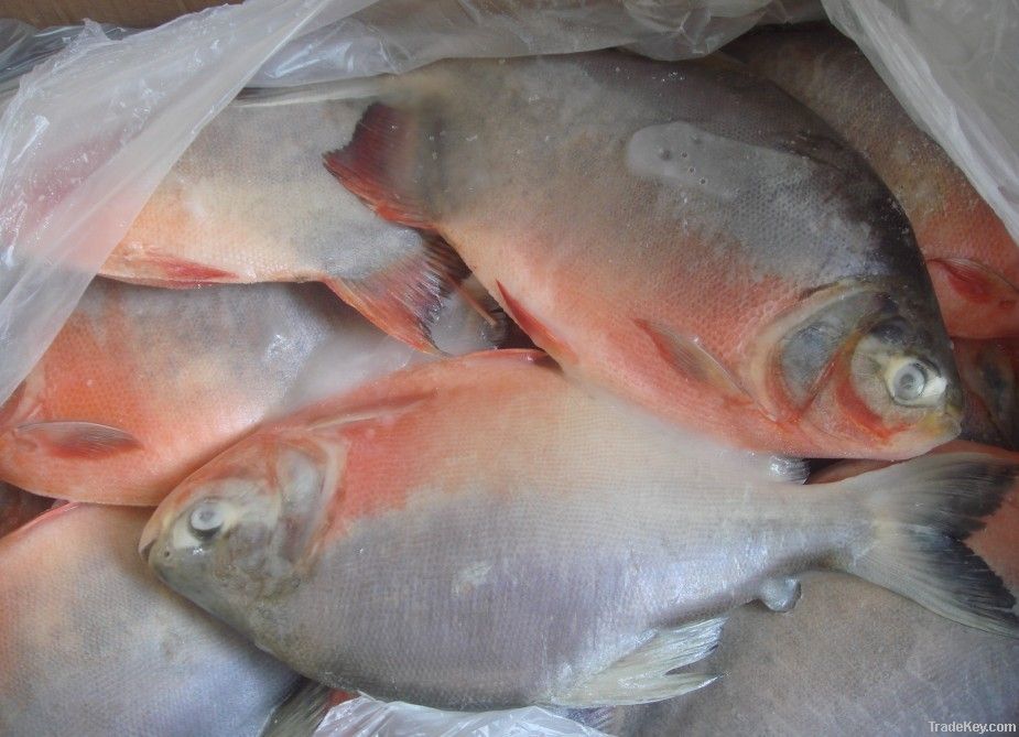 Frozen Red pomfret