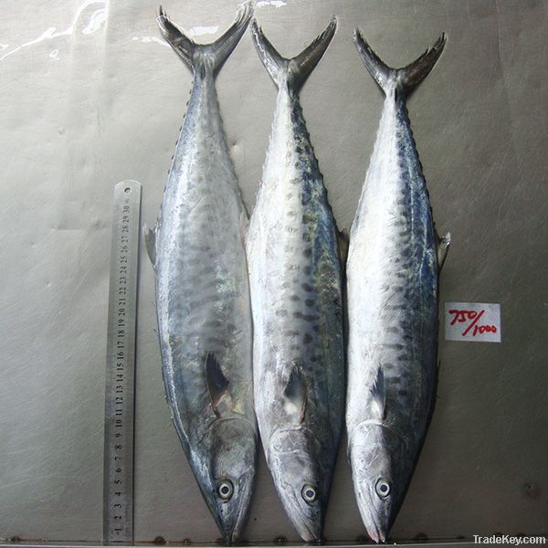 Spanish Mackerel Fish