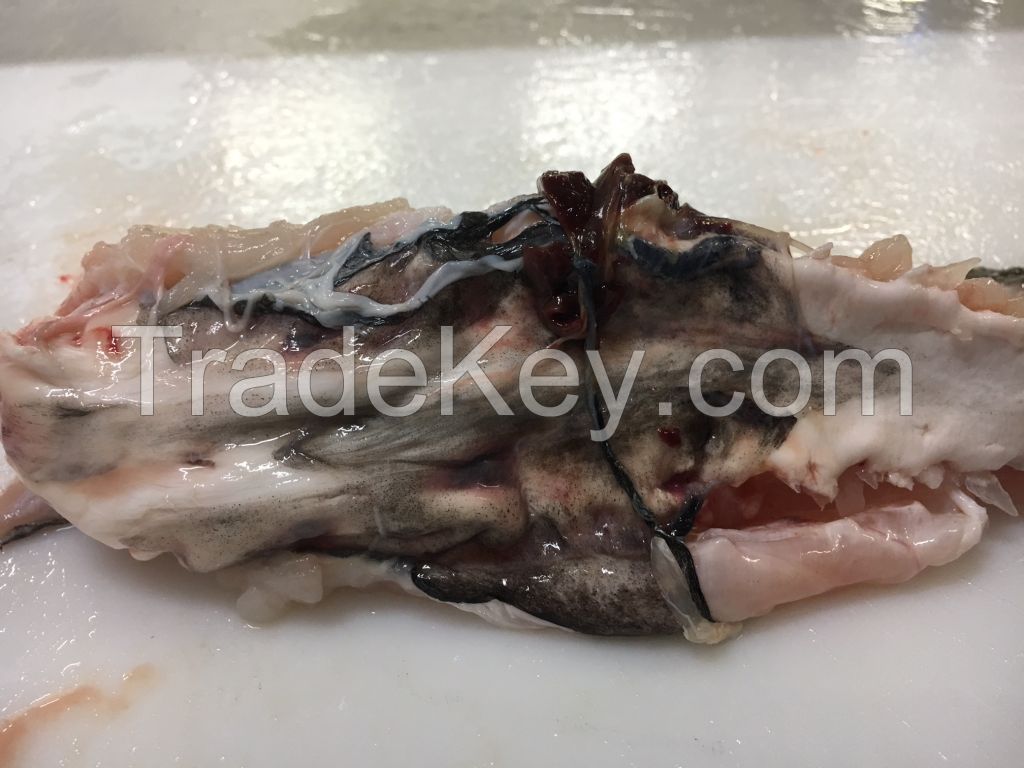 Cod Backbone with Swim Bladder