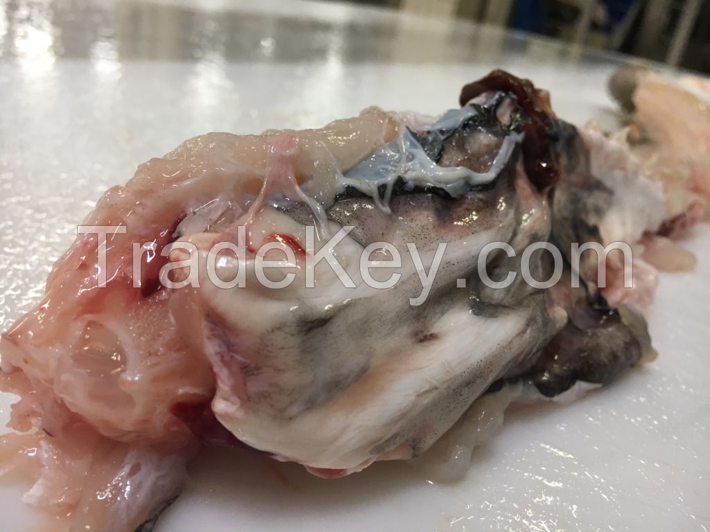 Cod Backbone with Swim Bladder