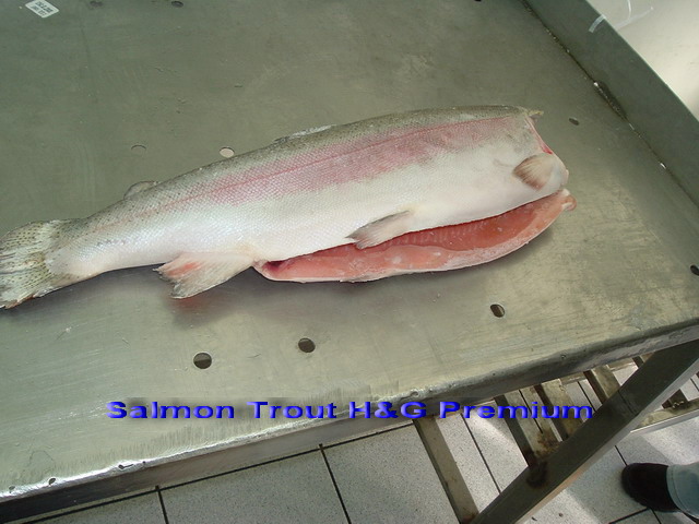 Atlantic Salmon