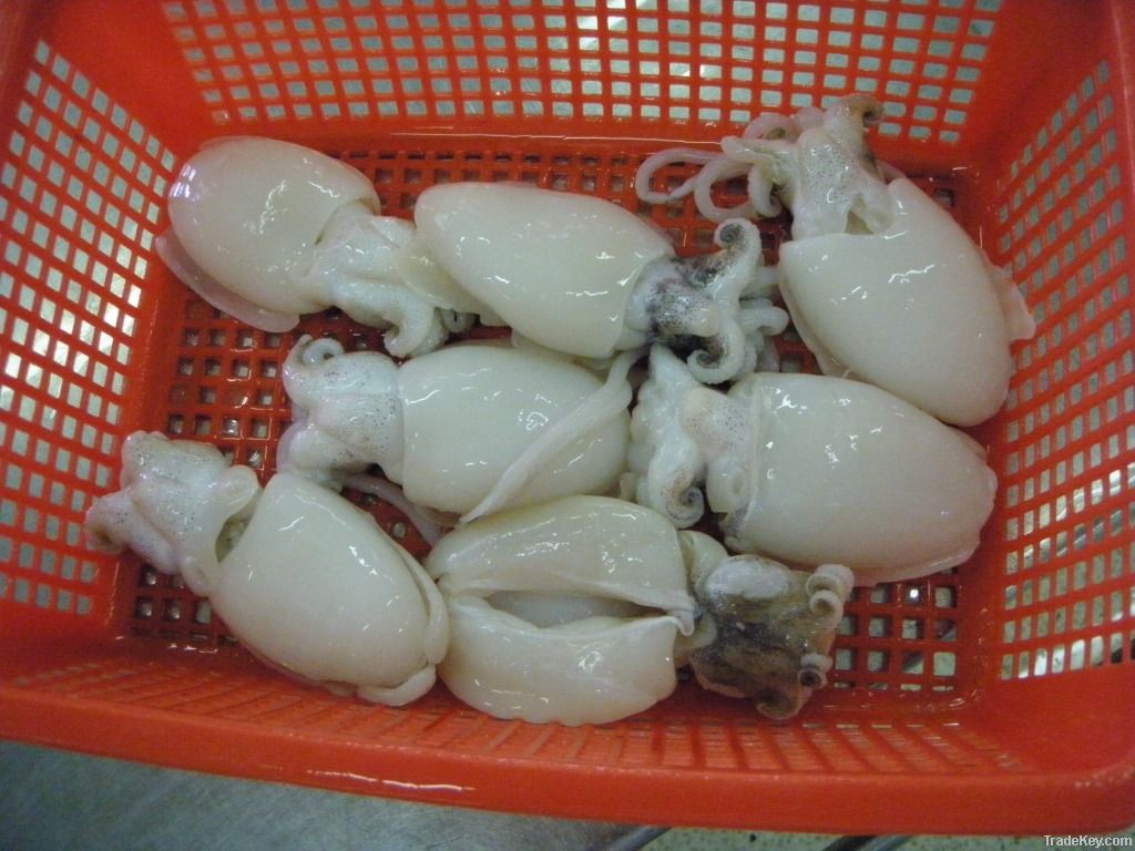 Frozen Baby Cuttlefish