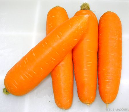 fresh carrot is sold in low price !!!!