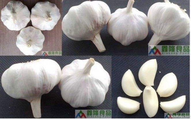 fresh garlic