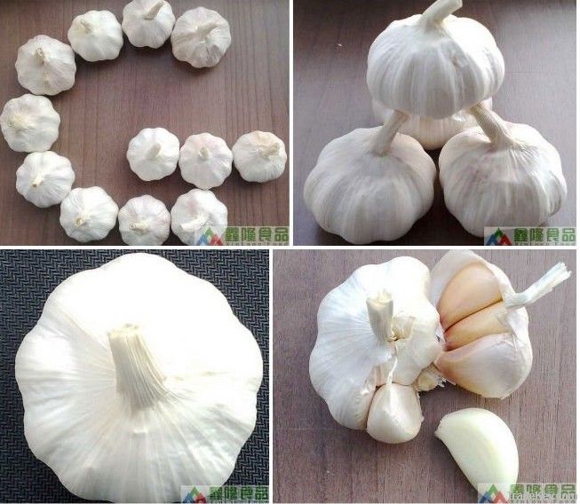 white garlic