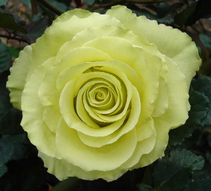 Roses,  Spray roses, Carnations and mini carnations