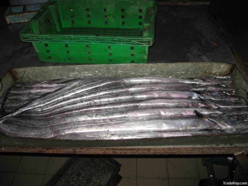 frozen wr ribbon fish(hairtail fish)