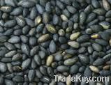 Black Sesame Extract sesamin