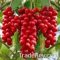 Schisandra chinensis Extract