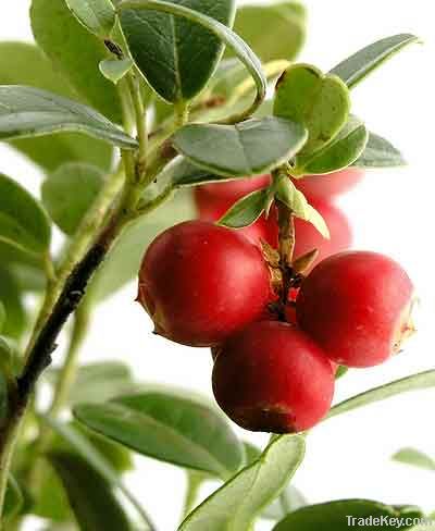 Cranberry extract