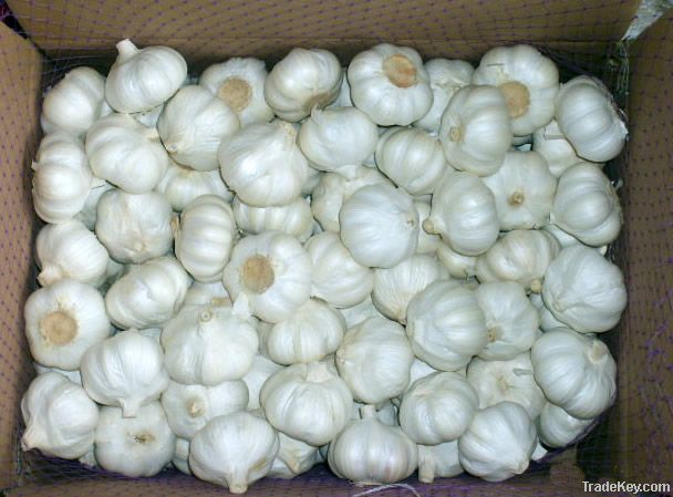 Pure white garlic