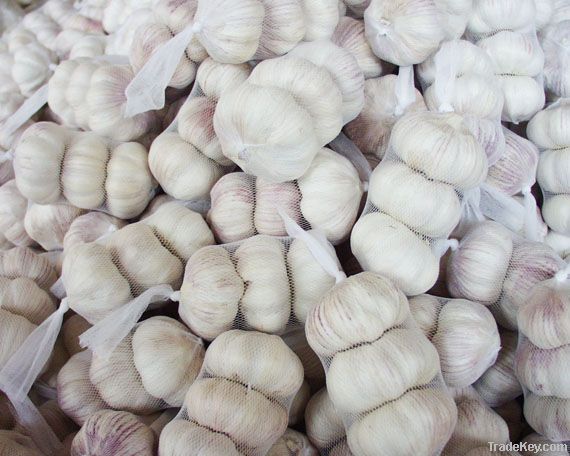 Normal white garlic