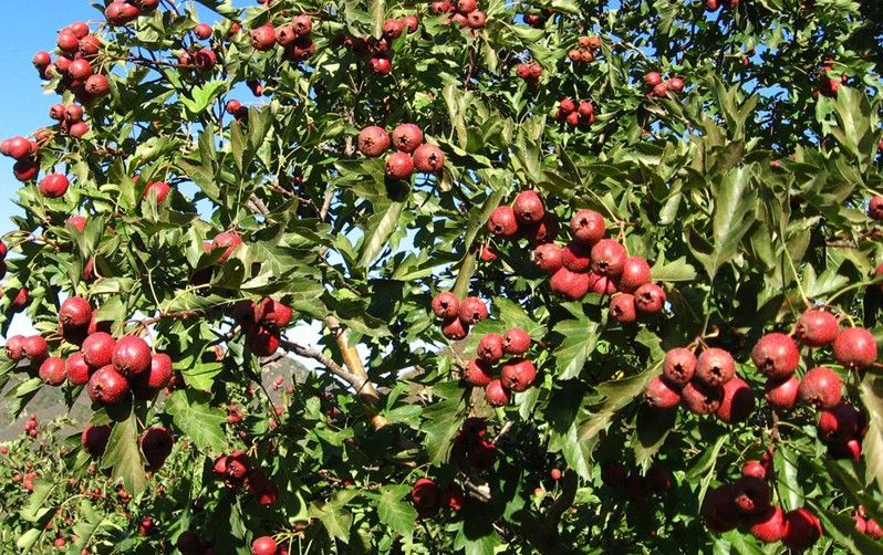 Hawthorn Leaves  Extract