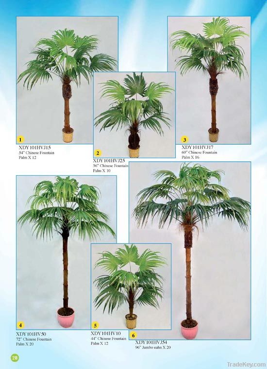 Palm Tree