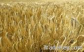 Feed Barley