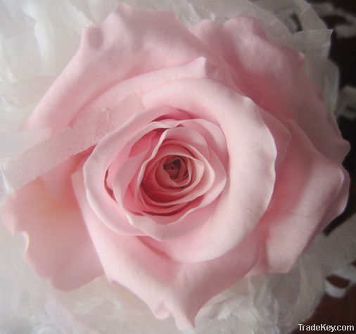 Wholesale High Quality Preserved Rose