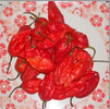 Fresh red Bhut Jolokia 