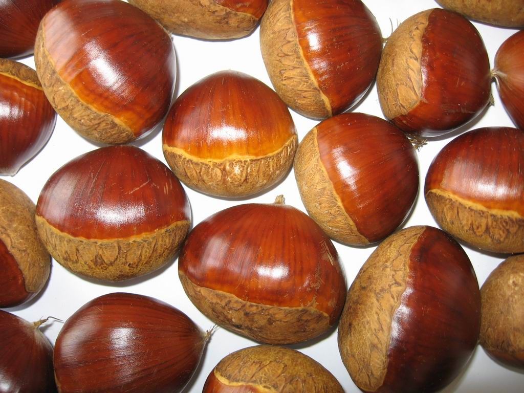 Fresh Chestnut