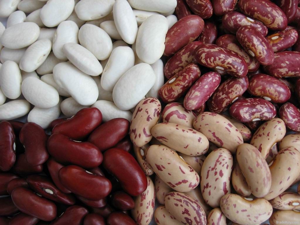 Light speckled kidney bean