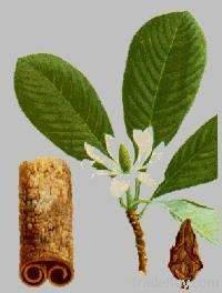 Magnolia Bark Extract Honokiol&gt;2%~99% 