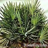 Saw Palmetto Extract, Total fatty acids &gt;25%, 45%