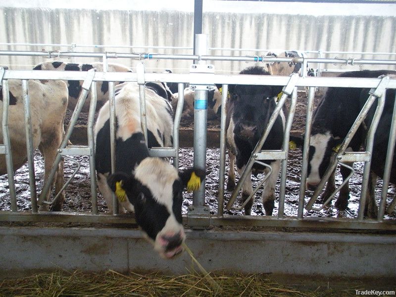 cattle feeding panel