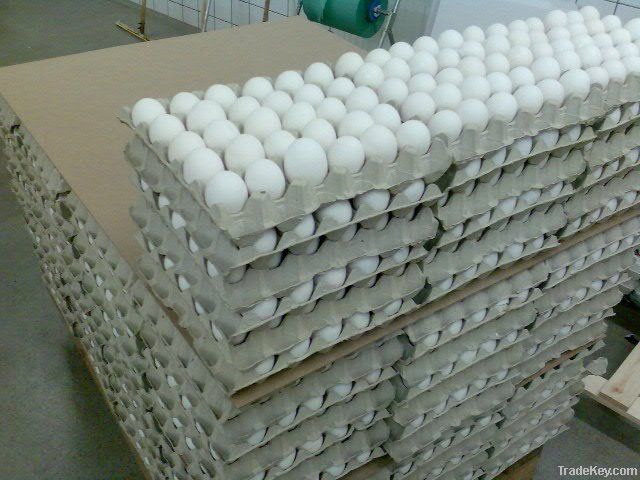 Fresh Chicken Table Eggs