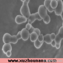 Ultrafine & Pure Silicon Powder (semiconductor) In 30nm