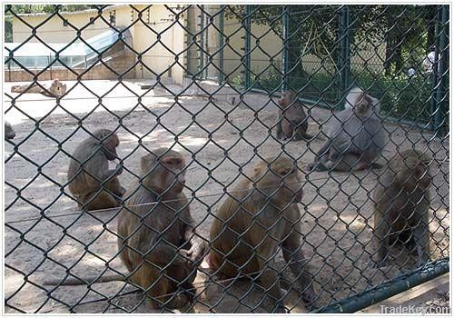 chain link fence