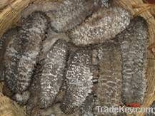 Dried Sea cucumber