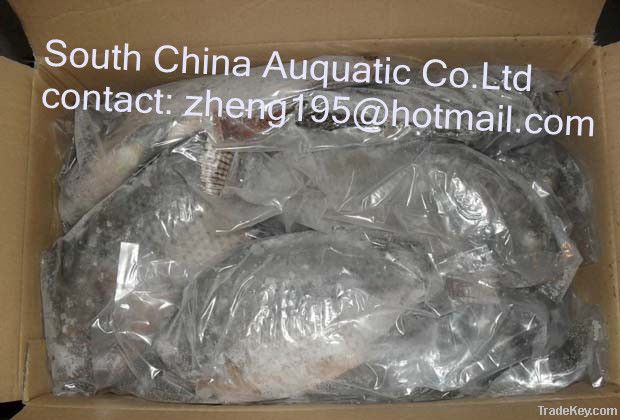 Tilapia whole round(IQF)