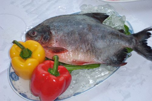 red pacu