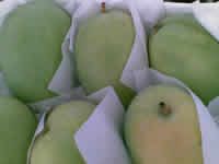 GREEN CAVENDISH BANANAS